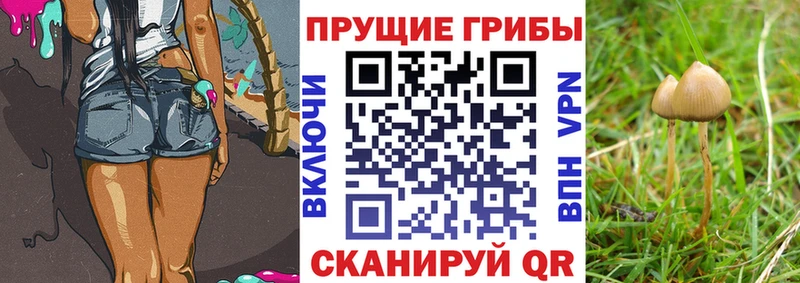 как найти наркотики  Северодвинск  KRAKEN ССЫЛКА  Псилоцибиновые грибы GOLDEN TEACHER 